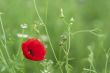 Red poppies