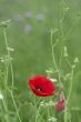  Red poppies