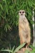 suricate portrait