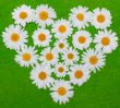 Camomile heart on green background