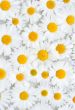 Background from camomile