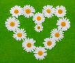 Camomile heart on green background