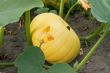 Yellow pumpkin grows on land