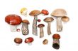 Different mushrooms