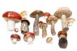 Different mushrooms