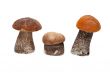 Three mushrooms