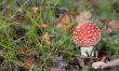 Poisonous red mushroom