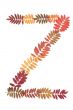 Letter of the alphabet Z