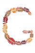 Letter of the alphabet G