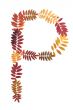 Letter P from alphabet