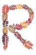 Letter of the alphabet R