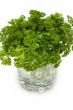 Green parsley
