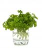 Green parsley