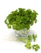 Green parsley