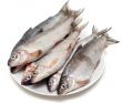 Fresh fish whitefish on plate