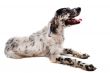 english setter