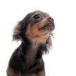 puppy chihuahua