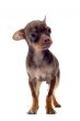 puppy chihuahua