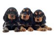 puppies english cocker