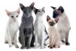 oriental and siamese cats