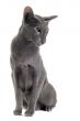 gray oriental cat
