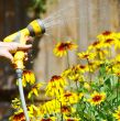 Watering Flowers