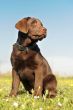 puppy labrador retriever