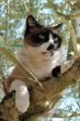 Siamese Cat in a tree