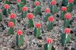 Cactuses with red head and needle