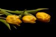 Three yellow tulips