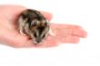 Hamster on palm