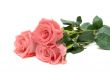 Three roses