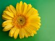 Yellow flower gerbera