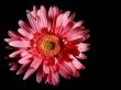 Red flower gerbera