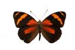 colorful butterfly
