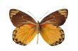 yellow butterfly