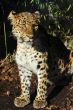 Amur leopard