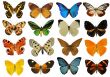 colorfull butterfly