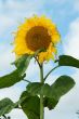 Mature sunflower on background sky