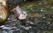 Otter in the water in a zoo in Prague