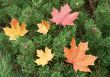 Autumn maple leaves