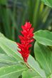 Exotic red flower