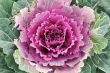 Violet cabbage