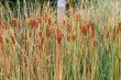 Bulrushes with yellow herb and brown fruit