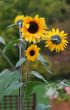 Three sunflowers on background verdure in park