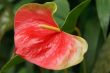 Red exotic flower