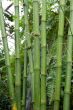Green bamboo