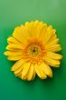 Yellow flower gerbera