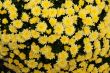 Background from yellow chrysanthemums