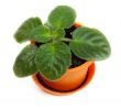 Green violet in orange pot